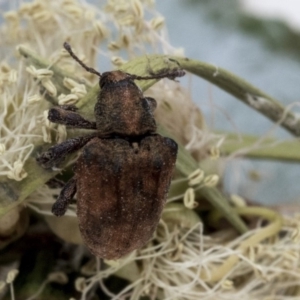 Gonipterus sp. (genus) at Scullin, ACT - 13 Dec 2019