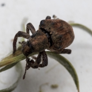 Gonipterus sp. (genus) at Scullin, ACT - 13 Dec 2019 03:12 PM