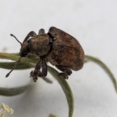 Gonipterus sp. (genus) at Scullin, ACT - 13 Dec 2019