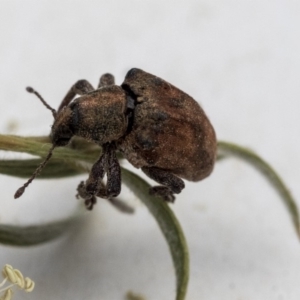 Gonipterus sp. (genus) at Scullin, ACT - 13 Dec 2019 03:12 PM