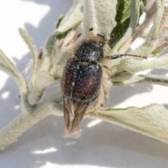 Liparetrus sp. (genus) (Chafer beetle) at Scullin, ACT - 12 Dec 2019 by AlisonMilton