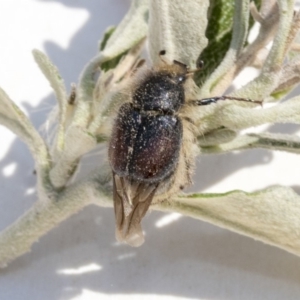 Liparetrus sp. (genus) at Scullin, ACT - 12 Dec 2019 02:28 PM