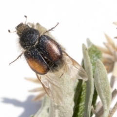 Liparetrus sp. (genus) at Scullin, ACT - 12 Dec 2019 02:28 PM