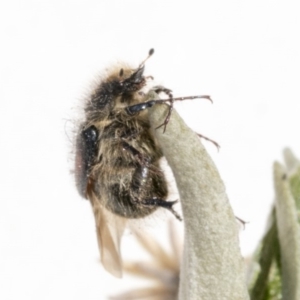 Liparetrus sp. (genus) at Scullin, ACT - 12 Dec 2019 02:28 PM