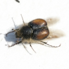 Liparetrus sp. (genus) at Scullin, ACT - 12 Dec 2019 02:28 PM