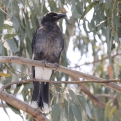 Strepera graculina (Pied Currawong) at Acton, ACT - 11 Dec 2019 by Alison Milton