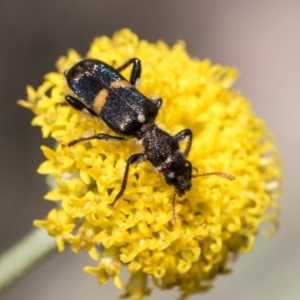 Eleale pulchra at Higgins, ACT - 7 Dec 2019 11:49 AM