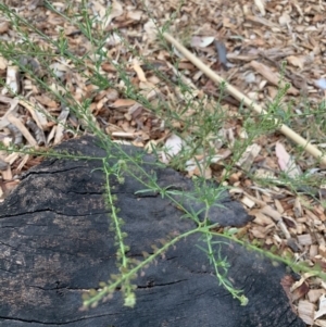 Lepidium africanum at Weston, ACT - 23 Dec 2019 07:00 PM