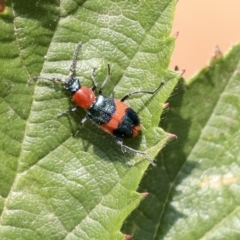 Dicranolaius bellulus (Red and Blue Pollen Beetle) at Sullivans Creek, Acton - 11 Dec 2019 by AlisonMilton