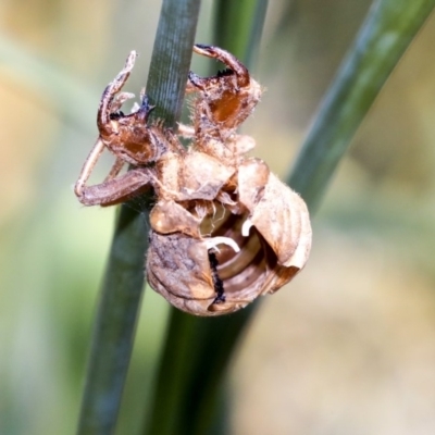 Psaltoda moerens (Redeye cicada) at Australian National University - 11 Dec 2019 by AlisonMilton
