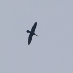 Phalacrocorax carbo (Great Cormorant) at Hackett, ACT - 22 Dec 2019 by RodDeb