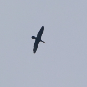 Phalacrocorax carbo at Hackett, ACT - 22 Dec 2019