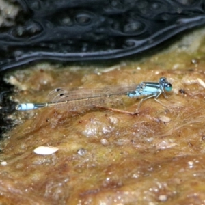 Ischnura heterosticta at Acton, ACT - 22 Dec 2019 02:28 PM