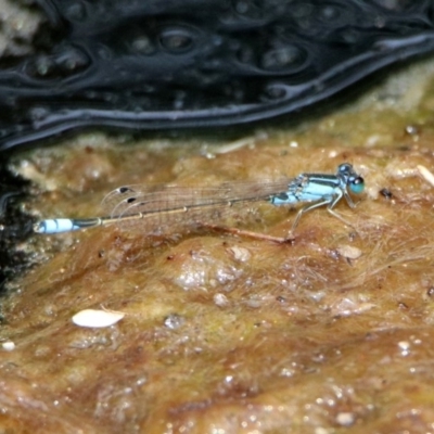 Ischnura heterosticta (Common Bluetail Damselfly) at ANBG - 22 Dec 2019 by RodDeb