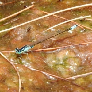 Ischnura heterosticta at Acton, ACT - 22 Dec 2019 02:28 PM