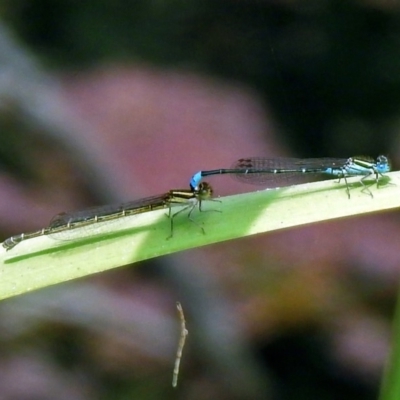Austroagrion watsoni (Eastern Billabongfly) at Acton, ACT - 22 Dec 2019 by RodDeb