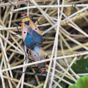 Dysdercus sidae at Acton, ACT - 11 Dec 2019 01:43 PM