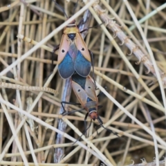 Dysdercus sidae at Acton, ACT - 11 Dec 2019 01:43 PM