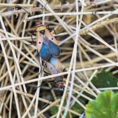 Dysdercus sidae at Acton, ACT - 11 Dec 2019 01:43 PM