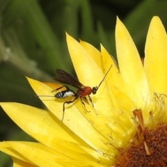 Braconidae (family) (Unidentified braconid wasp) at ANBG - 21 Dec 2019 by RodDeb