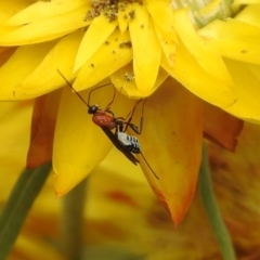 Braconidae (family) at Acton, ACT - 22 Dec 2019