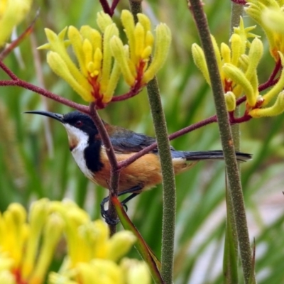 Acanthorhynchus tenuirostris (Eastern Spinebill) at Acton, ACT - 22 Dec 2019 by RodDeb