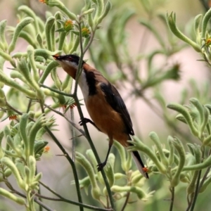 Acanthorhynchus tenuirostris at Acton, ACT - 22 Dec 2019