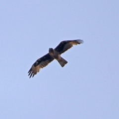 Hieraaetus morphnoides (Little Eagle) by RodDeb