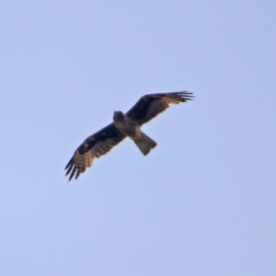 Hieraaetus morphnoides (Little Eagle) by RodDeb