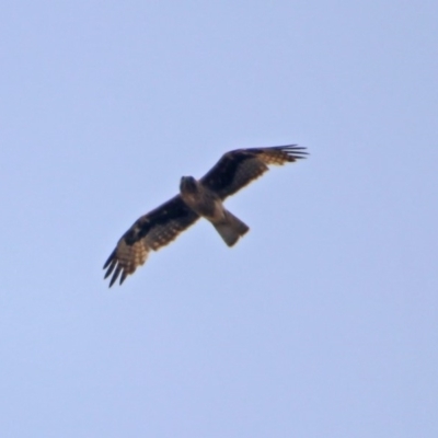 Hieraaetus morphnoides (Little Eagle) at Acton, ACT - 22 Dec 2019 by RodDeb