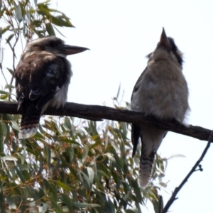 Dacelo novaeguineae at Hackett, ACT - 22 Dec 2019