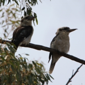 Dacelo novaeguineae at Hackett, ACT - 22 Dec 2019 11:03 AM