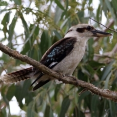 Dacelo novaeguineae at Hackett, ACT - 22 Dec 2019 11:03 AM