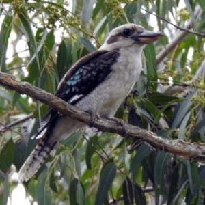 Dacelo novaeguineae at Hackett, ACT - 22 Dec 2019 11:03 AM