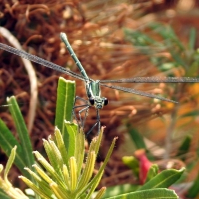 Austroargiolestes icteromelas (Common Flatwing) at ANBG - 22 Dec 2019 by RodDeb