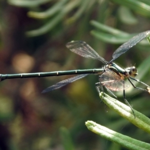 Austroargiolestes icteromelas at Acton, ACT - 22 Dec 2019