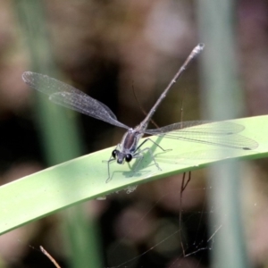 Austroargiolestes icteromelas at Acton, ACT - 22 Dec 2019