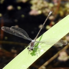 Austroargiolestes icteromelas at Acton, ACT - 22 Dec 2019