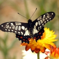 Papilio anactus (Dainty Swallowtail) at Acton, ACT - 22 Dec 2019 by RodDeb