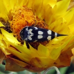 Hoshihananomia leucosticta (Pintail or Tumbling flower beetle) at ANBG - 21 Dec 2019 by RodDeb