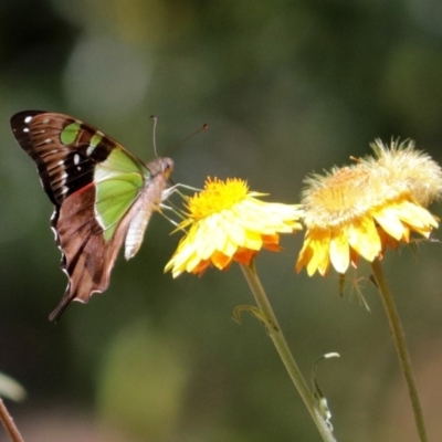 Graphium macleayanum (Macleay's Swallowtail) at ANBG - 22 Dec 2019 by RodDeb