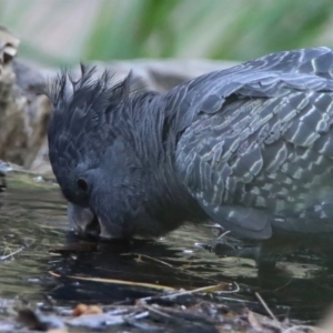 Callocephalon fimbriatum at Acton, ACT - 22 Dec 2019