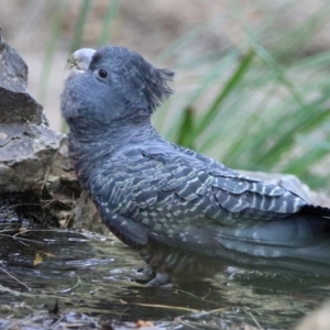 Callocephalon fimbriatum at Acton, ACT - 22 Dec 2019