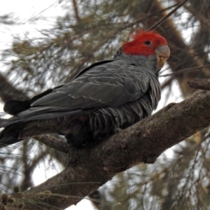 Callocephalon fimbriatum at Acton, ACT - 22 Dec 2019