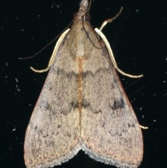 Uresiphita ornithopteralis (Tree Lucerne Moth) at Ainslie, ACT - 21 Dec 2019 by jb2602