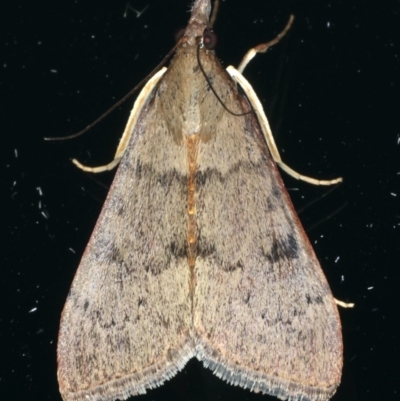 Uresiphita ornithopteralis (Tree Lucerne Moth) at Ainslie, ACT - 21 Dec 2019 by jb2602