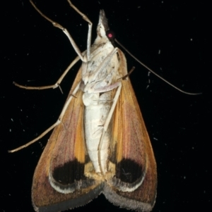 Uresiphita ornithopteralis at Ainslie, ACT - 21 Dec 2019