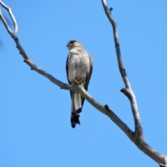 Falco cenchroides (Nankeen Kestrel) at Woodlands - 13 Jan 2017 by JanHartog