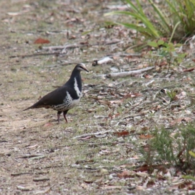 Leucosarcia melanoleuca (Wonga Pigeon) at Alpine - 6 Oct 2018 by JanHartog