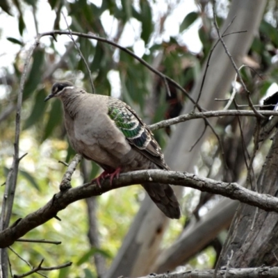 Phaps chalcoptera (Common Bronzewing) at Alpine - 28 Oct 2017 by JanHartog